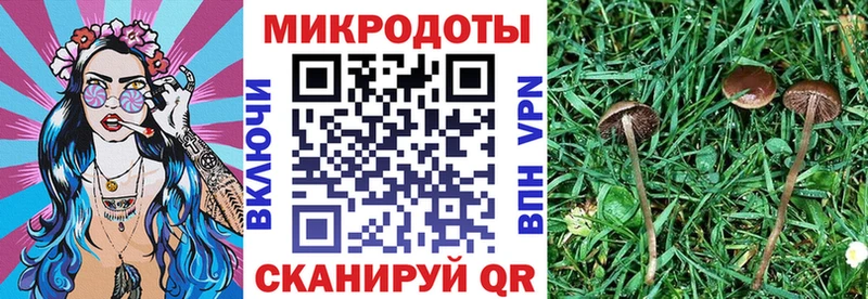 Псилоцибиновые грибы Psilocybe  Пустошка 